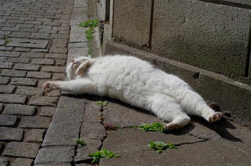 White Cat Lying on Back — Relaxed, Afternoon, Photograph, Sidewalk