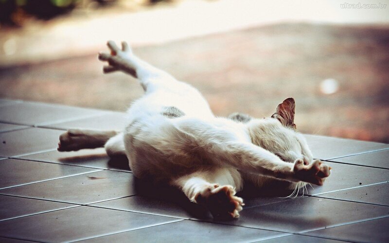White Cat Lying on Back — Relaxed, Afternoon, Photograph