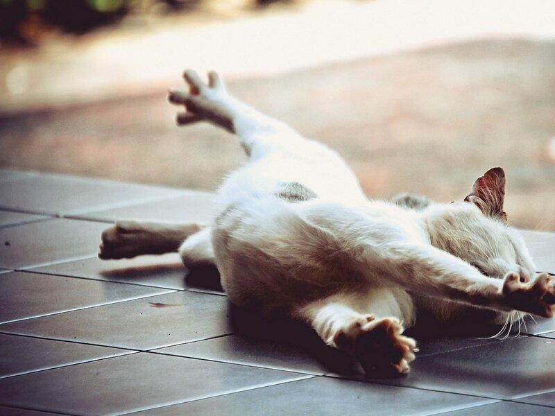 White Cat Lying on Back — Relaxed, Afternoon, Photograph, Tiled Floor