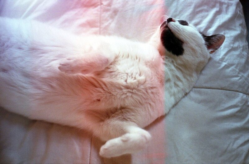 White Cat Lying on Back — Relaxed, Photograph, Bed