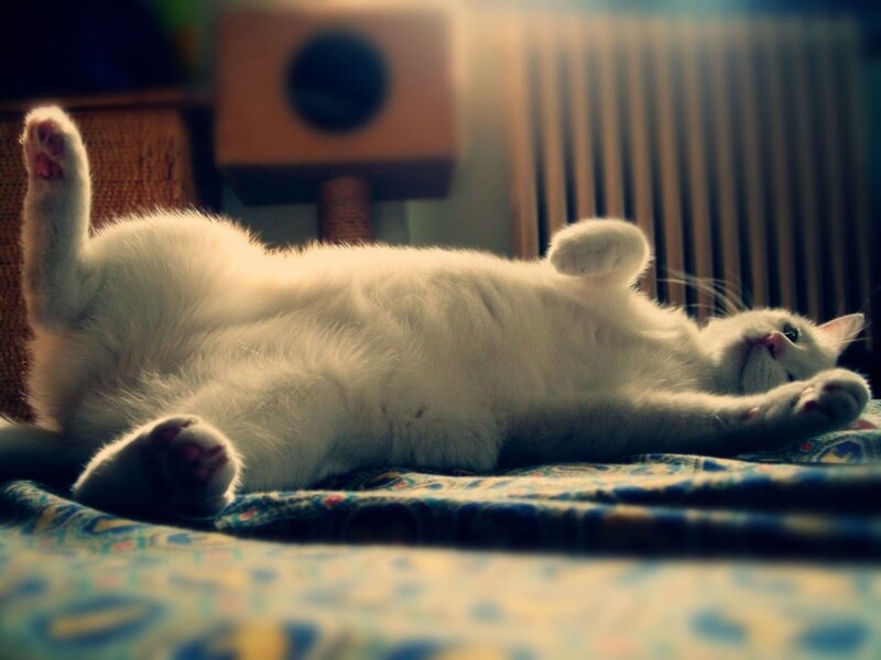 White Cat Lying on Back — Relaxed, Photograph, Cat Bed