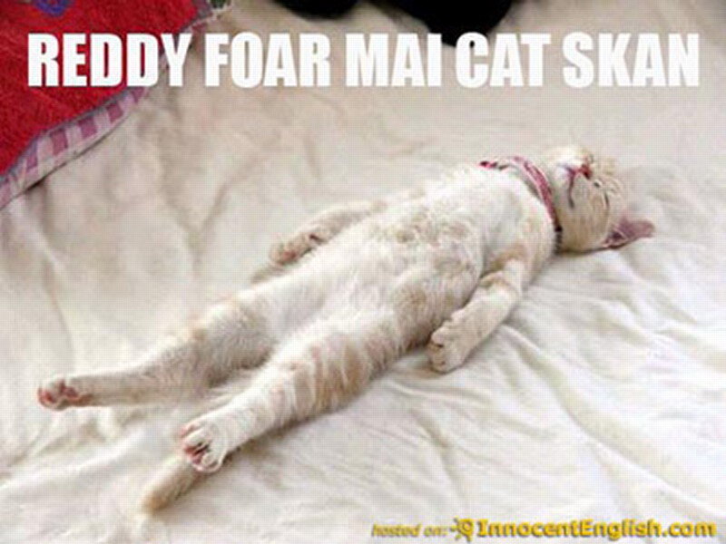 White Cat Lying on Back — Relaxed, Photograph