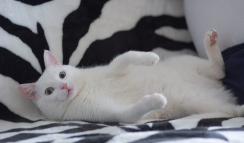 White Cat Lying on Back — Relaxed, Photograph, Zebra Blanket