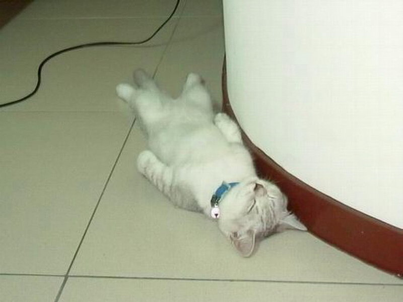 White Cat Lying on Back — Relaxed