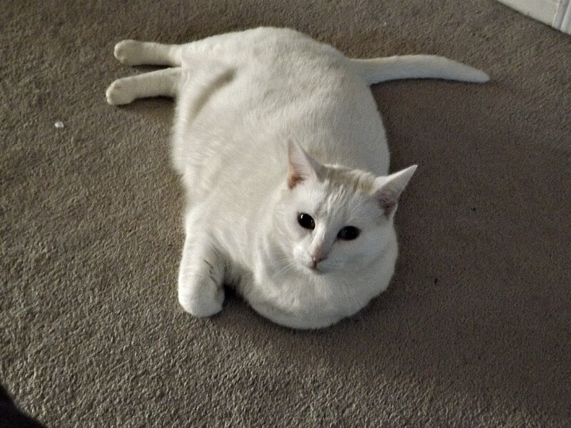 White Cat Lying on Carpet