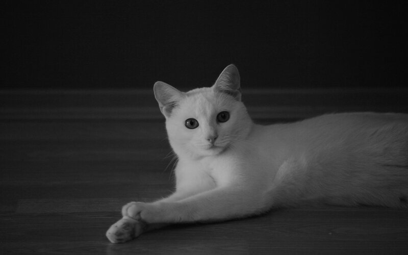 white cat lying on floor