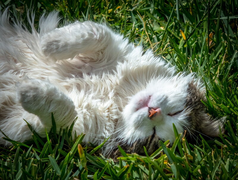 White Cat Lying on Grass — Green, Peaceful
