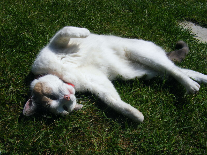 White Cat Lying on Grass — Green