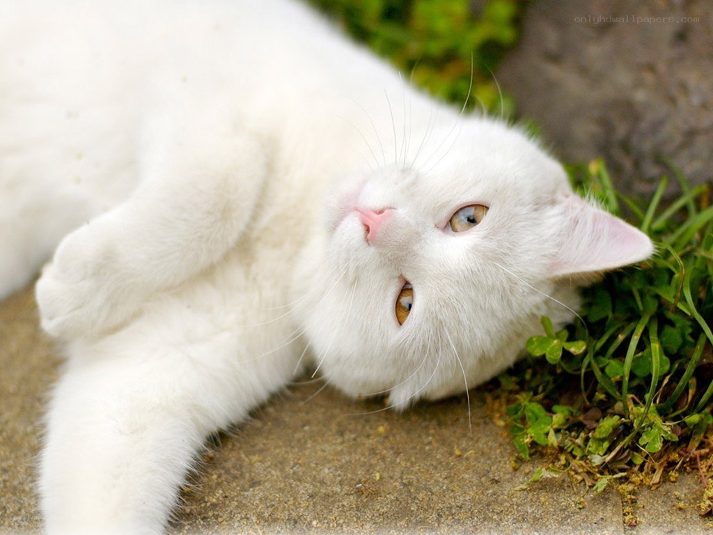 white cat lying on grass