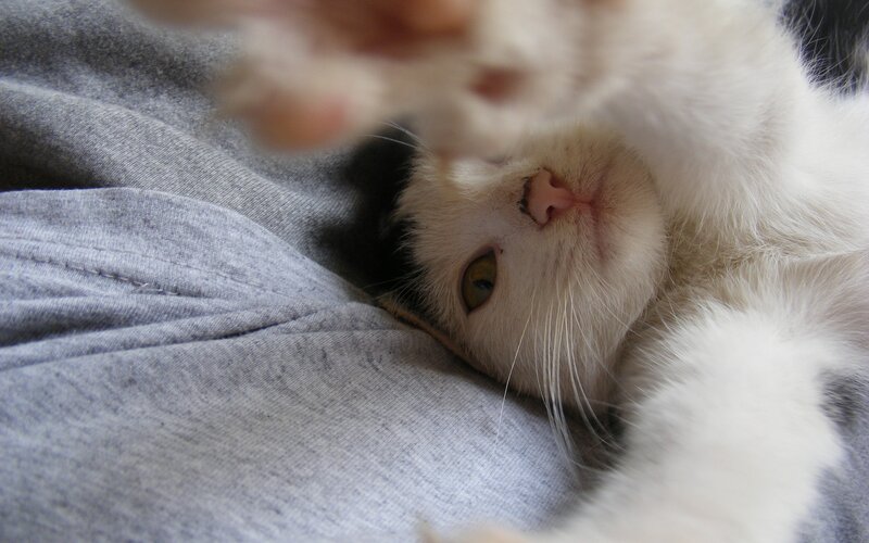 white cat lying on its back