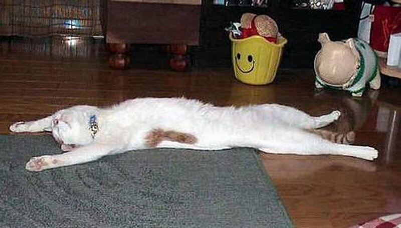 White Cat Lying on Rug
