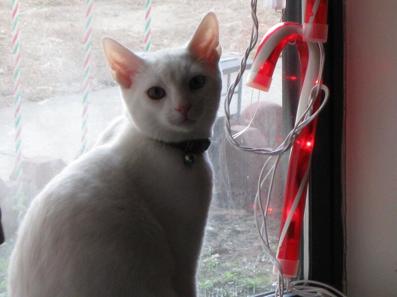 white cat near window