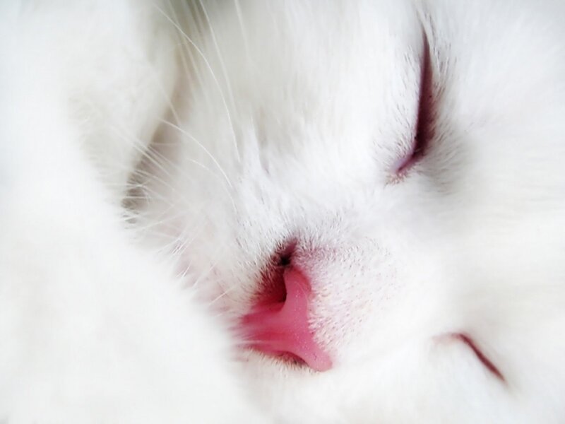 White Cat Nose — Calm, Photograph