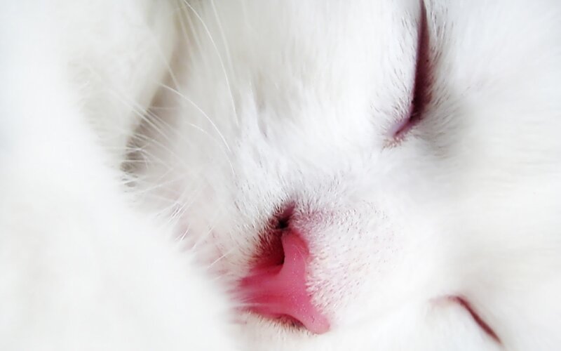 White Cat Nose — Calm