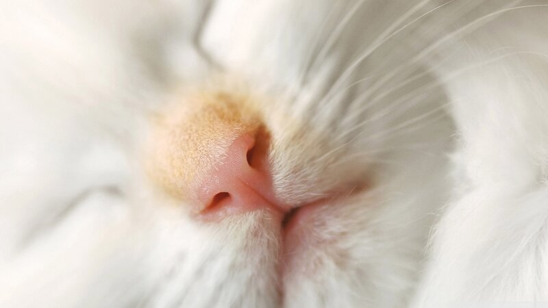 White Cat Nose