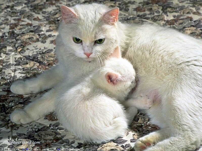 White Cat Nursing Kitten — Calm