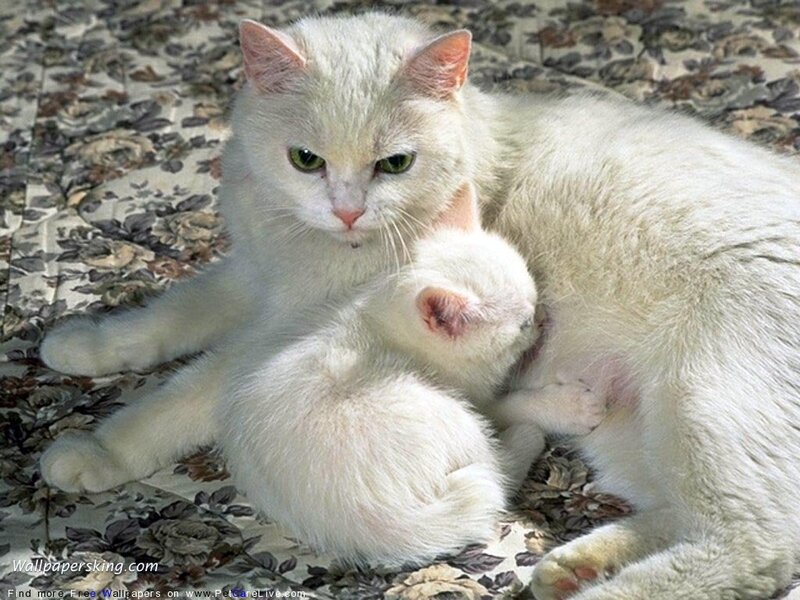 White cat nursing kitten