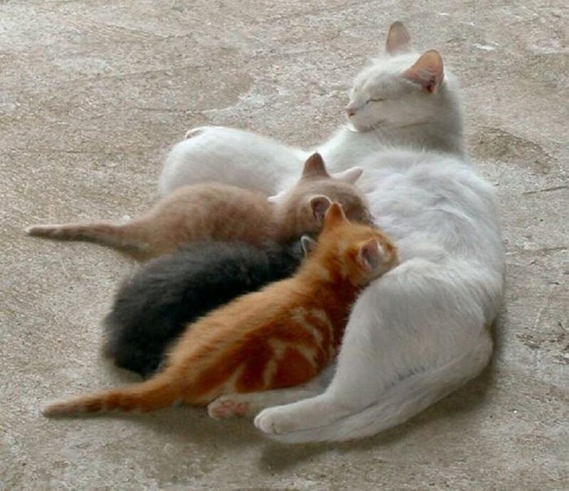 White Cat Nursing Kittens