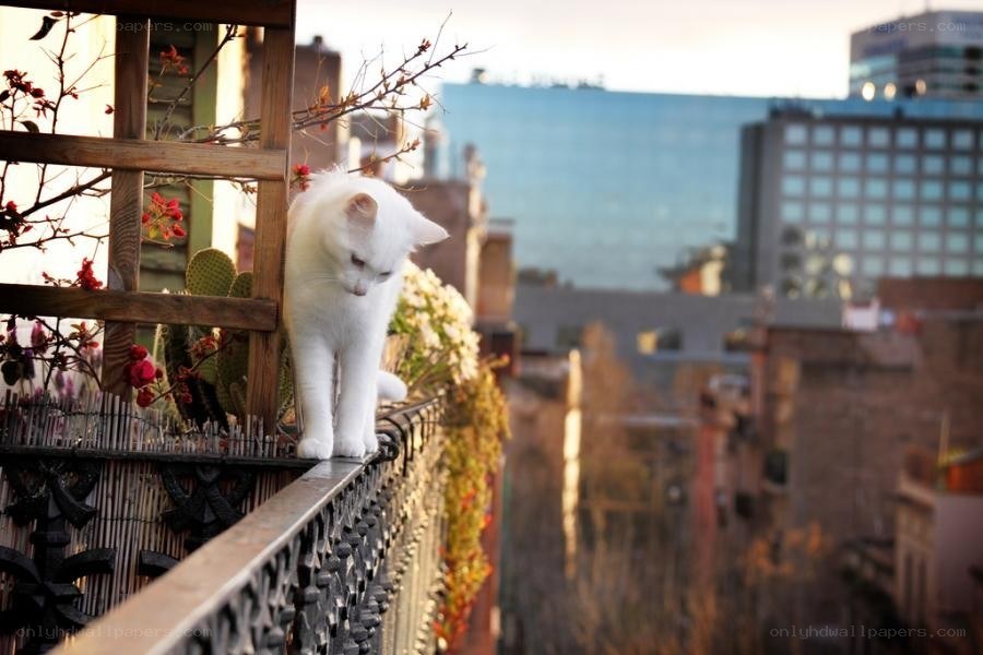 White cat on a balcony