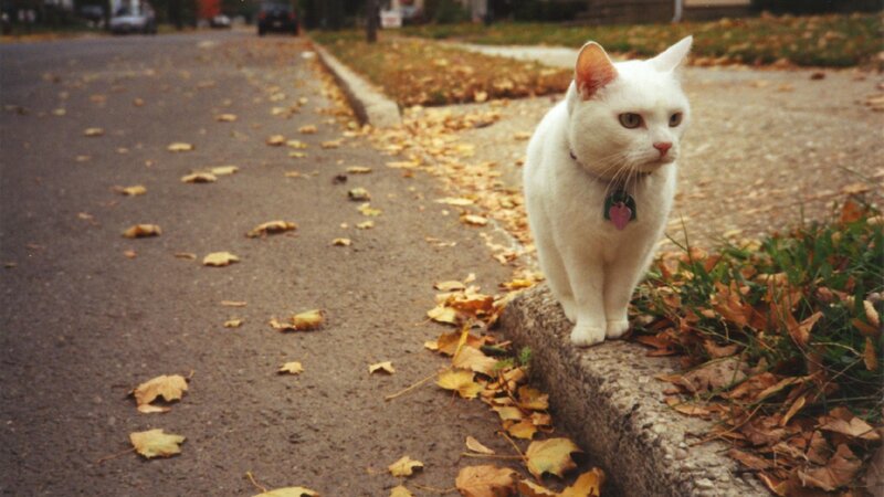 White cat on a curb