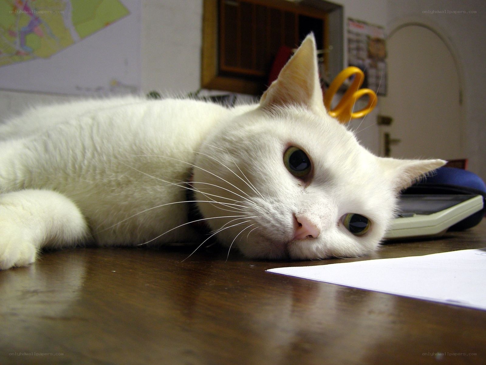 white cat on a desk