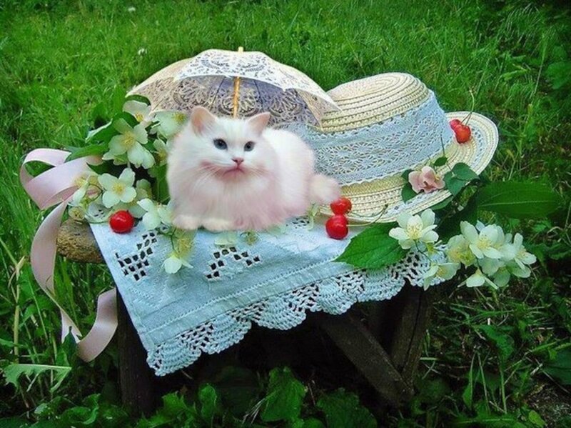 White Cat on a Hat