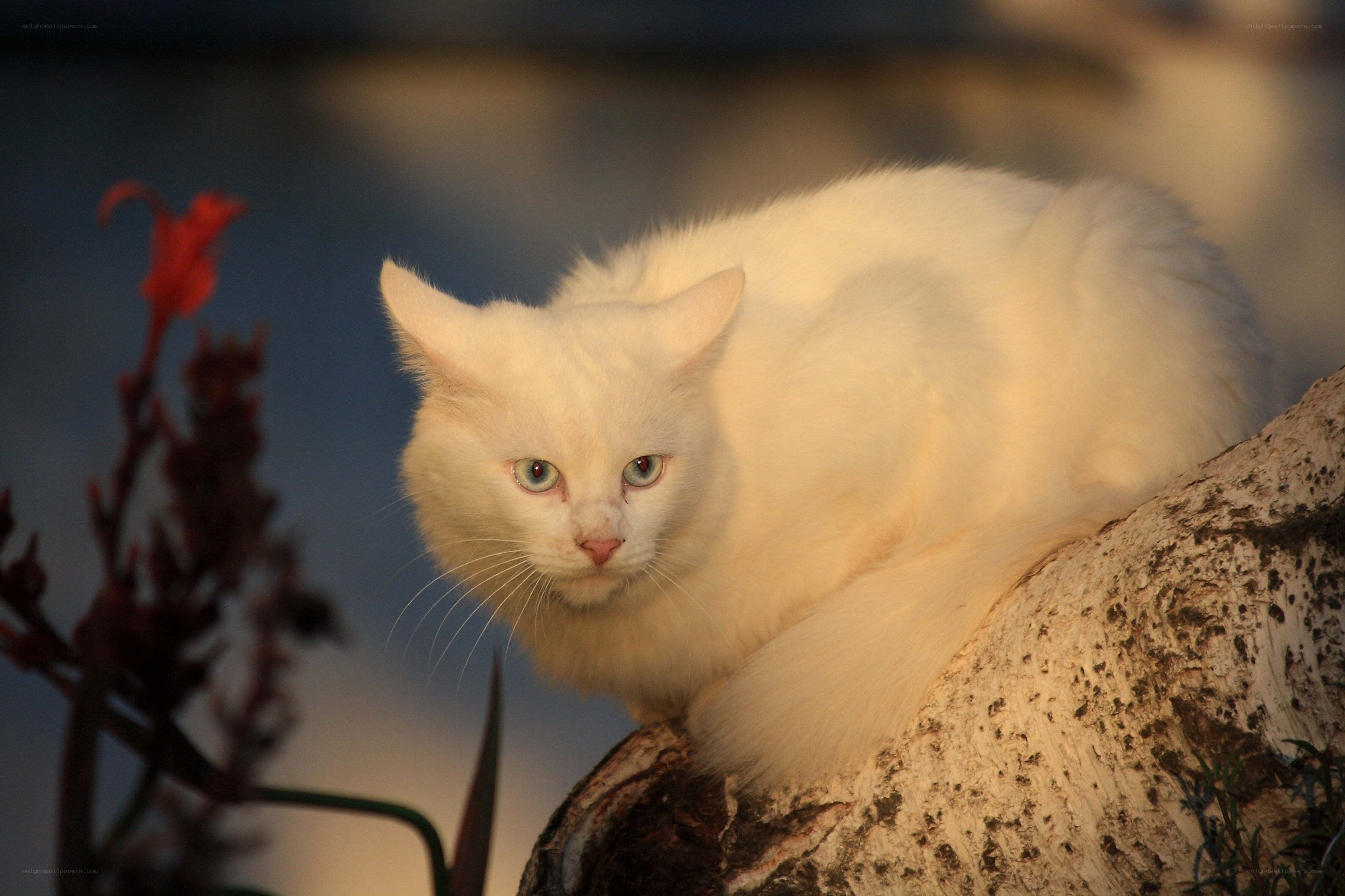 white cat on a rock