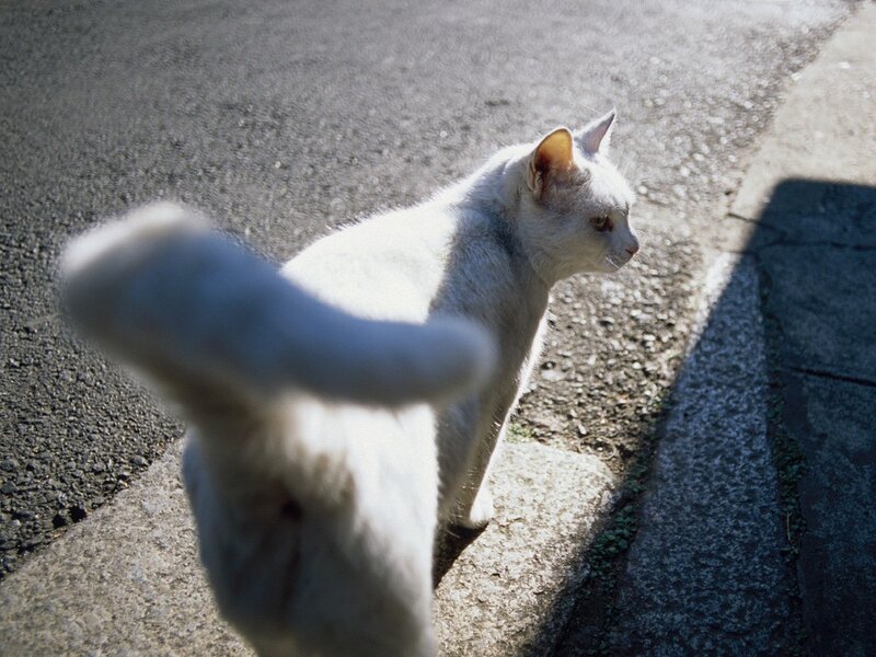 white cat on a sidewalk