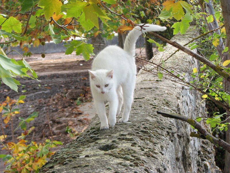White cat on a stone wall