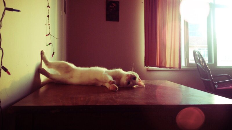 white cat on a table