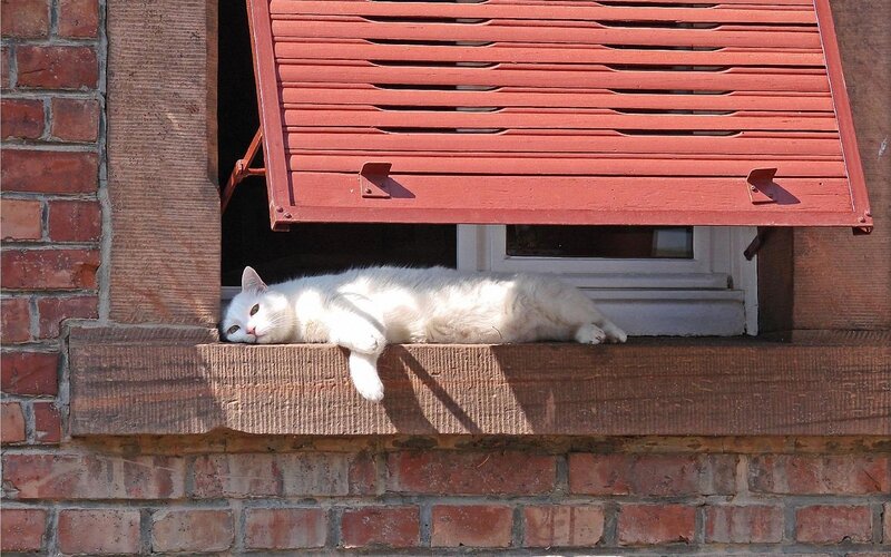 White cat on a windowsill