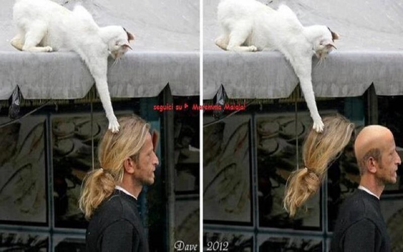 White Cat on Awning