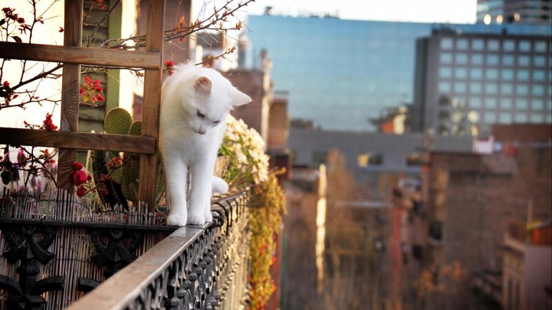 White Cat on Balcony — Calm, Sunset