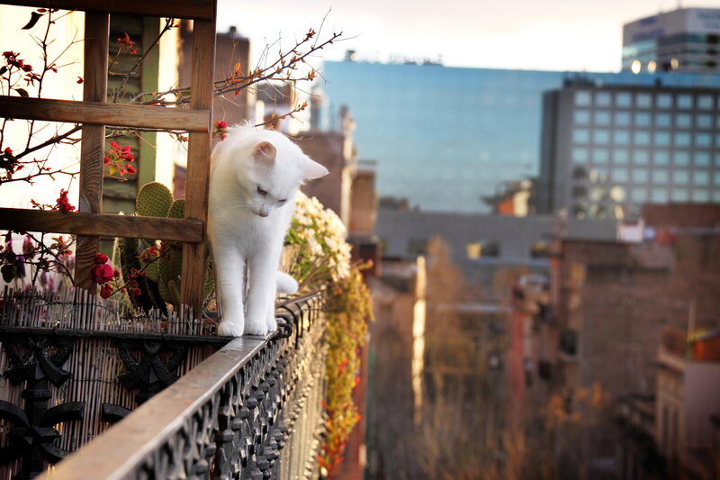 White Cat on Balcony — Serene