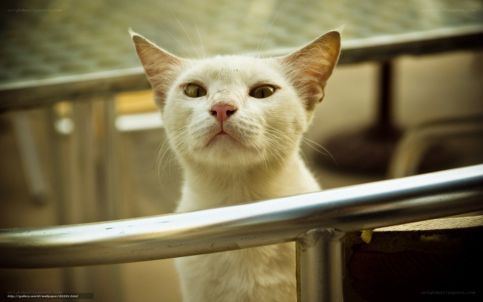 white cat on balcony