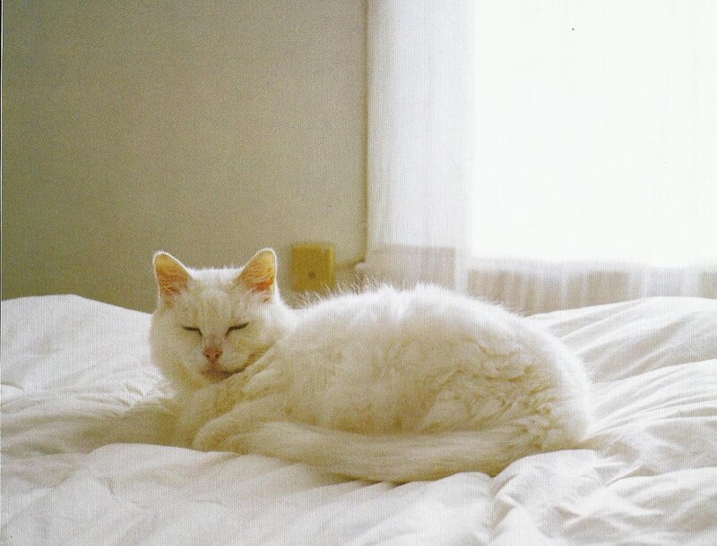 White Cat on Bed — Calm