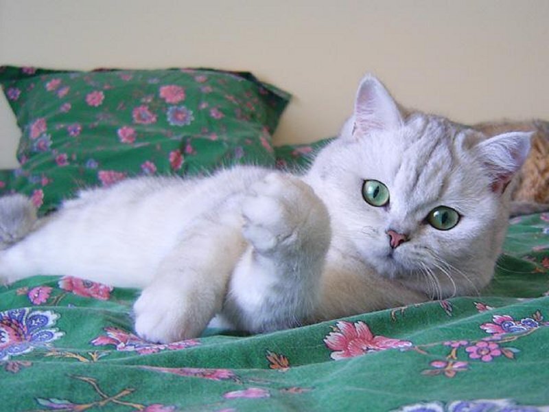 White Cat on Bed — Green