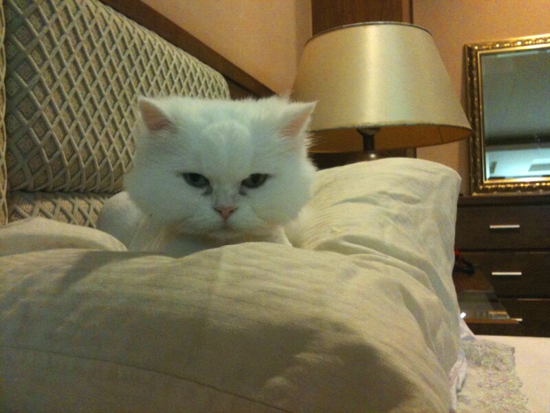 White Cat on Bed