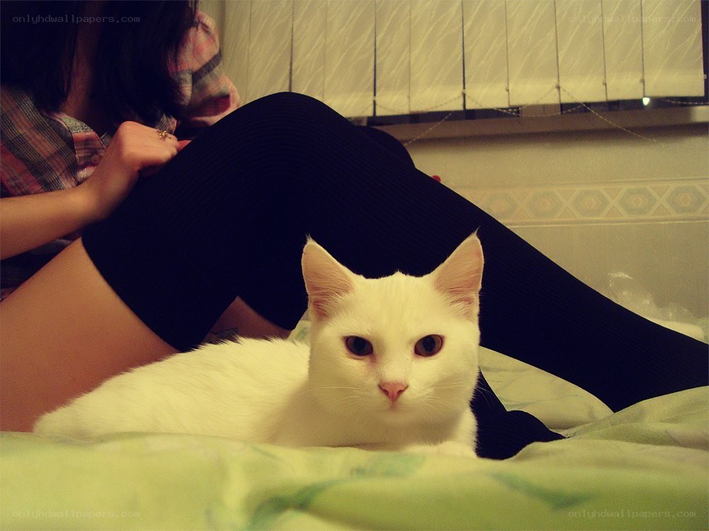 white cat on bed with person