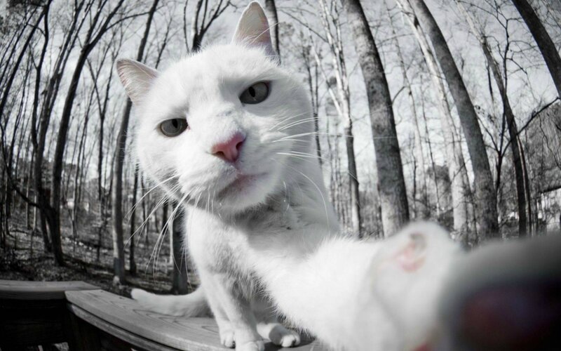 White Cat on Bench — Calm