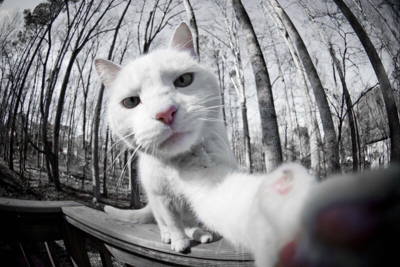 White Cat on Bench — Dramatic, Winter
