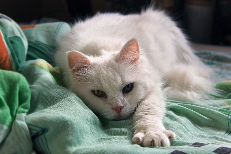 White Cat on Blanket — Calm
