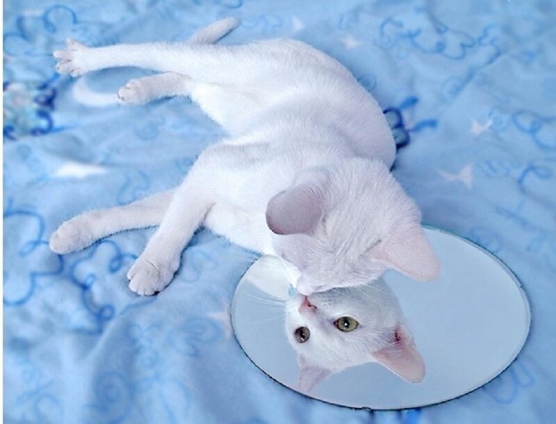 White Cat on Blanket