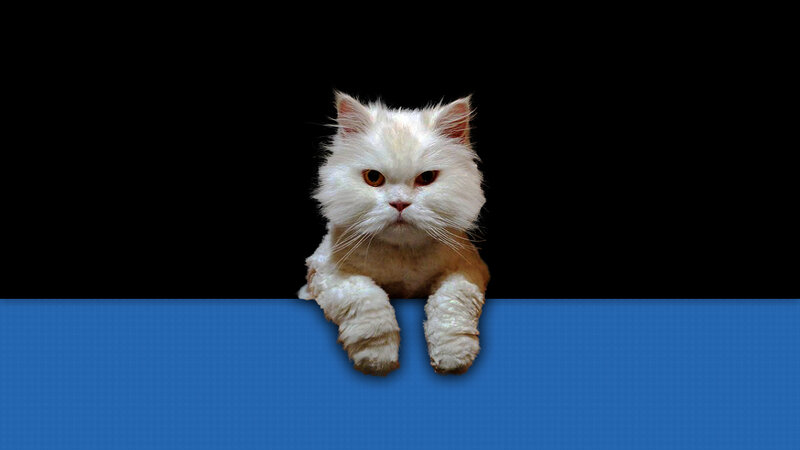 white cat on blue background