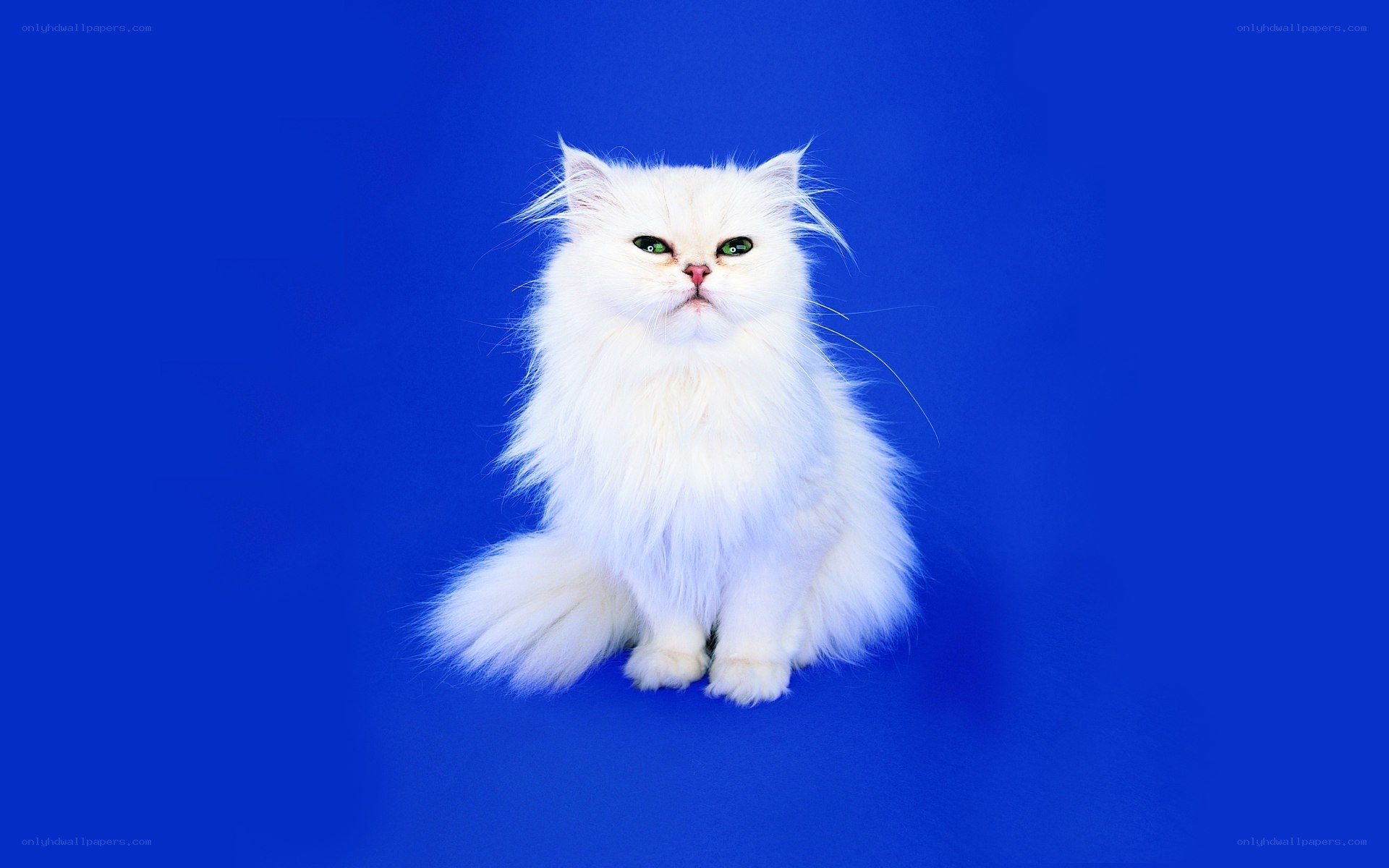 white cat on blue background