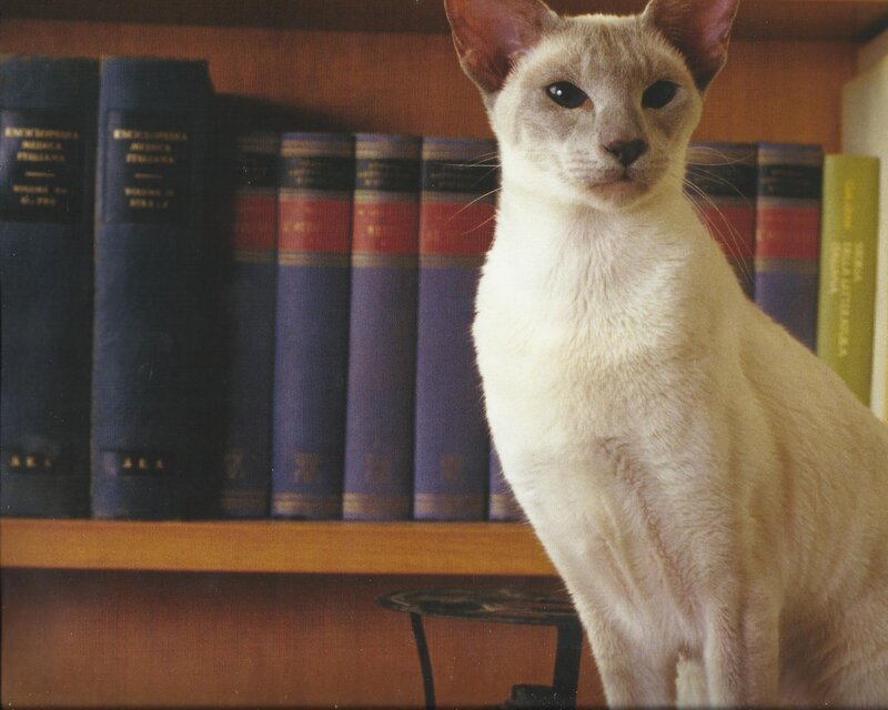 White Cat on Bookshelf