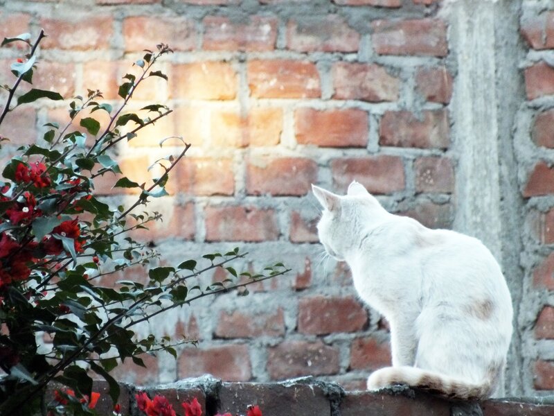 White cat on brick wall
