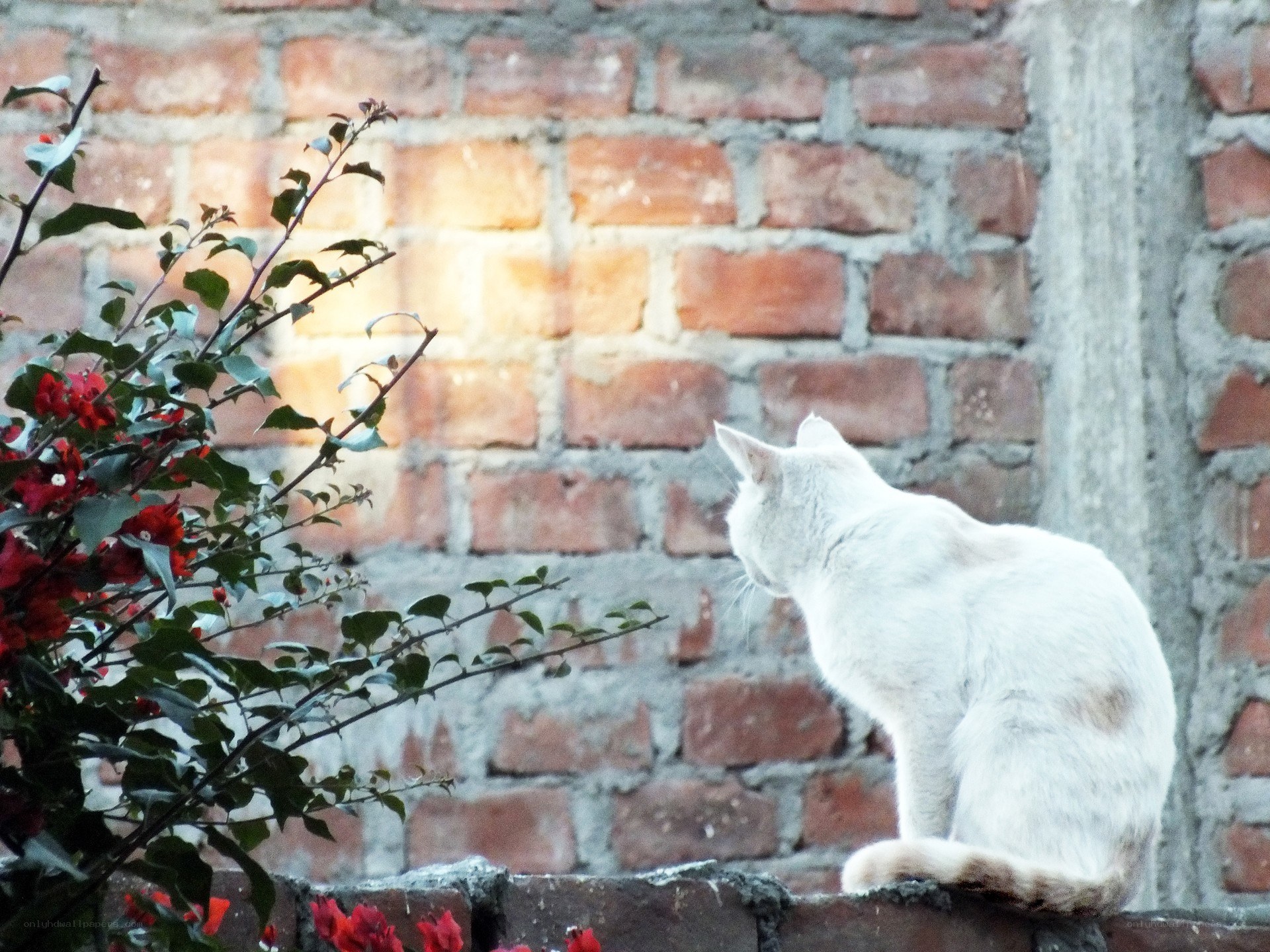 White cat on brick wall