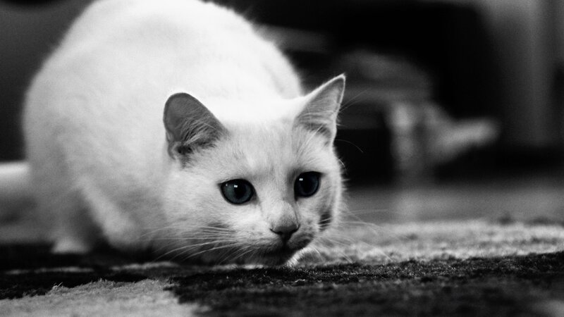 white cat on carpet