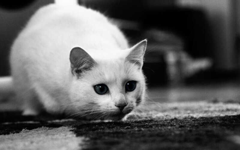 White Cat on Carpet — Black, Calm, Photograph